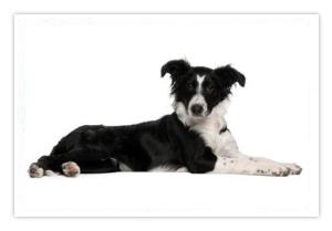 Therapy Dog Training