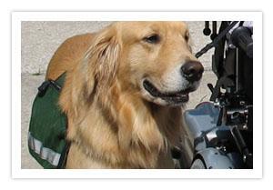 Assistance Dogs - Stability Assistance Dogs
