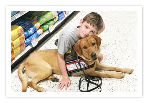 A boy in a grey T-shirt kneeling on a store floor with his arm around a tan dog in a black service vest lying beside him.