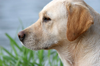 Close profile of a yellow Labrador standing in grass beside water.