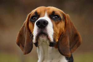 Head and shoulders portrait of a tricolour beagle looking straight at the camera against a soft brown background.