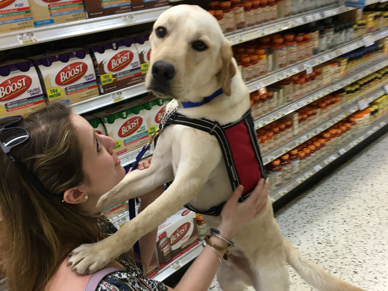 A woman in a supermarket aisle looks up at a yellow Labrador in a red service dog vest that has placed its front paws on her shoulder.