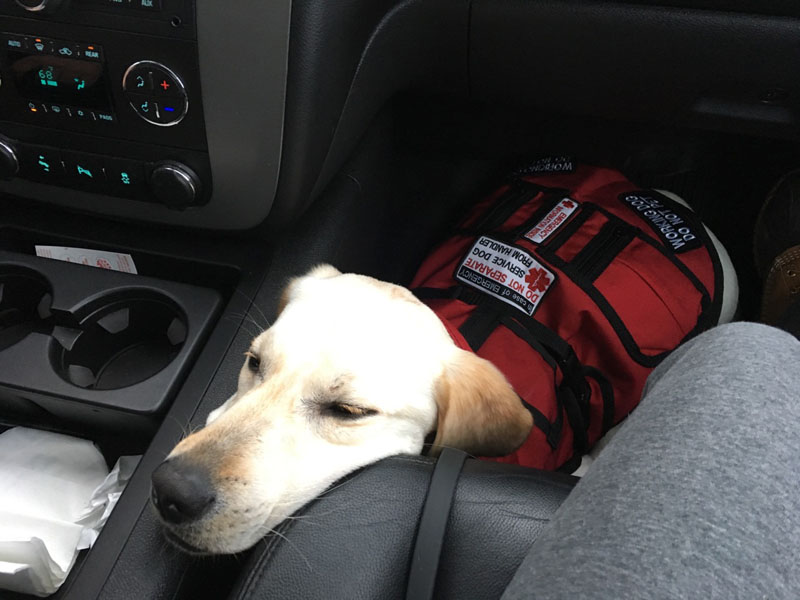 A yellow dog in a red vest patched Working Dog, Do Not Pet rests its head on a car console next to the person sitting beside it.