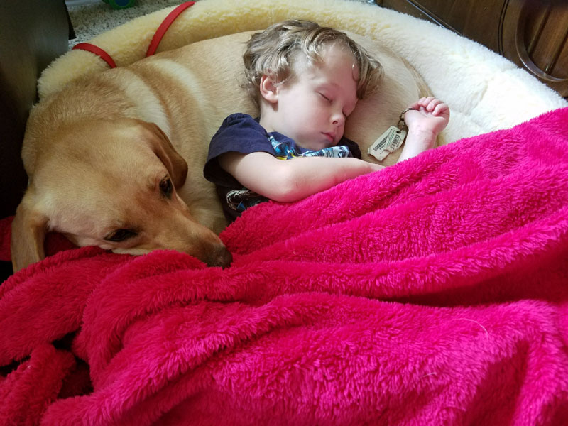 A sleeping child rests on a large cushion under a bright pink blanket with a yellow dog lying alongside, its head on the blanket.