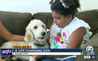 News video still captioned A Life-Changing Dog, Palm City: a girl sitting on a couch beside a cream coloured curly haired dog.